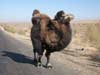 Bactrian camel